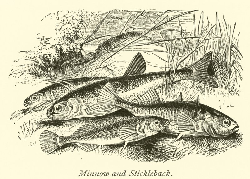Minnow és Stickleback alkotó: English School