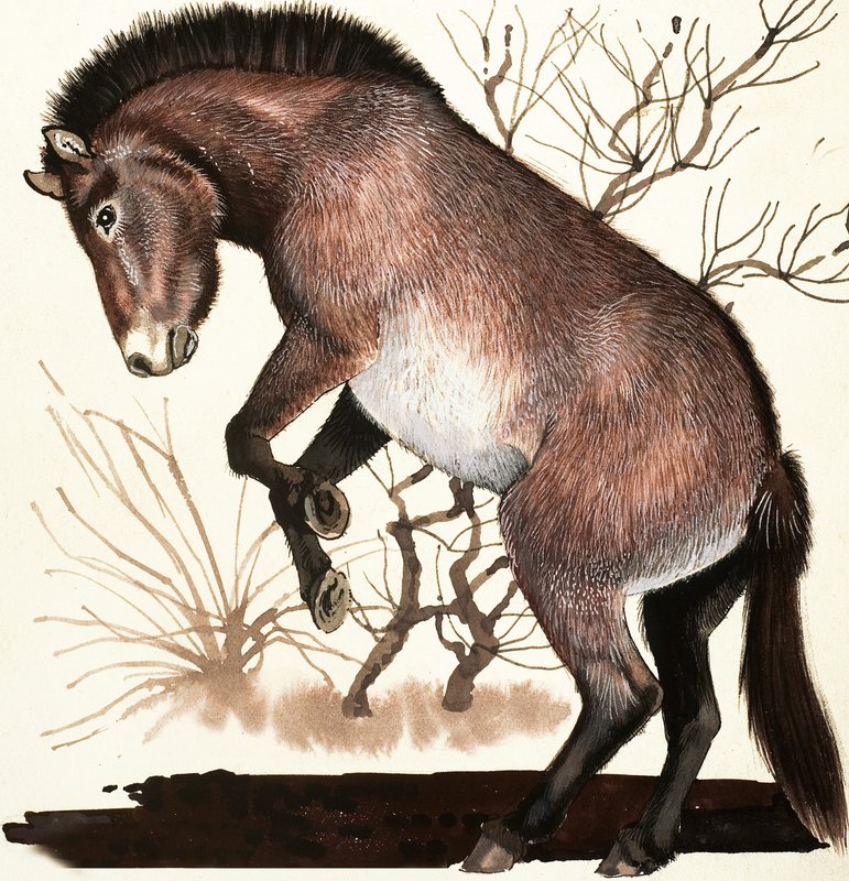 Mongol vadló alkotó: English School