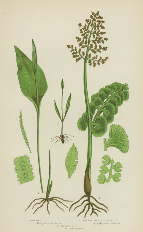 Moonwort, közönséges viperanyelv, kis viperanyelv (színes litho) alkotó: English School