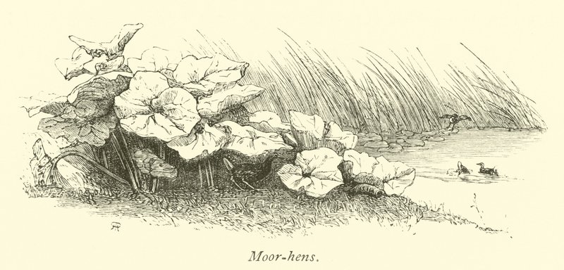 Mór-tyúkok alkotó: English School