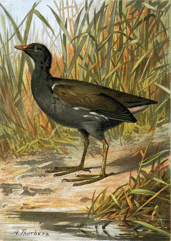 Moorhen alkotó: English School