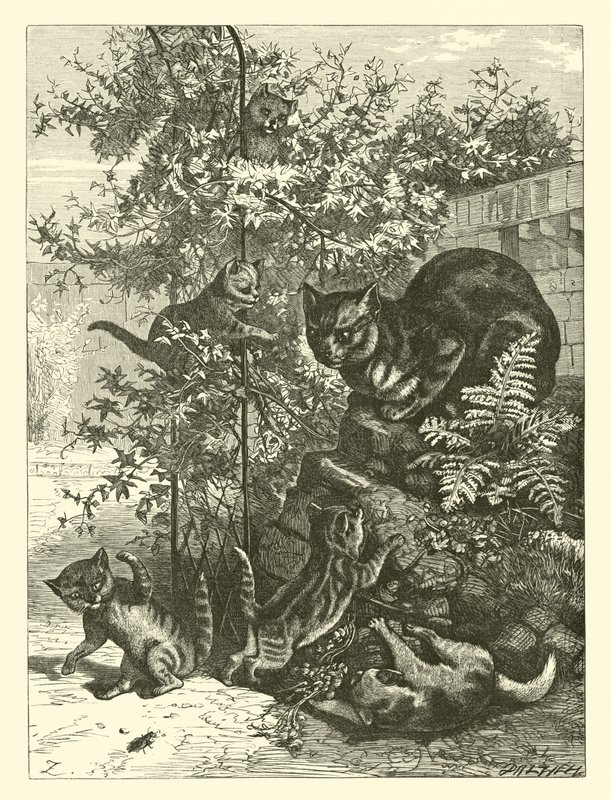 Cirmos anya alkotó: English School