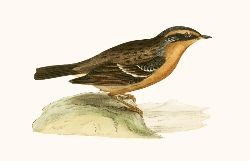 Mountain Accentor, illusztrációja Charles Robert Bree (1811-86) „Európa madarainak története, amelyeket nem figyeltek meg a Brit-szigeteken” című művéből, 1867. alkotó: English School