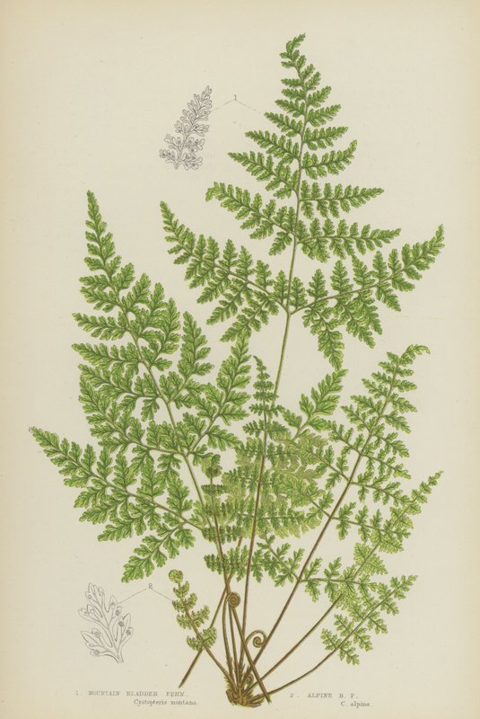 Hegyi hólyagpáfrány, alpesi hólyagpáfrány (színes litho) alkotó: English School