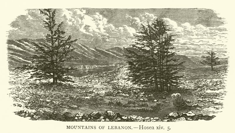 Libanon hegyei, Hósea, xiv, 5 (metszet) alkotó: English School