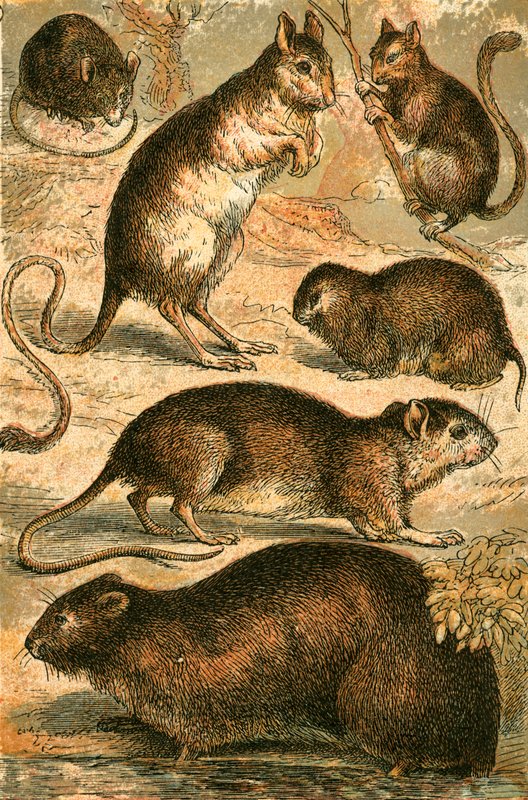 Egér, Jerboa, Patkány, Pézsmapatkány, Dormouse és Mezei egér alkotó: English School