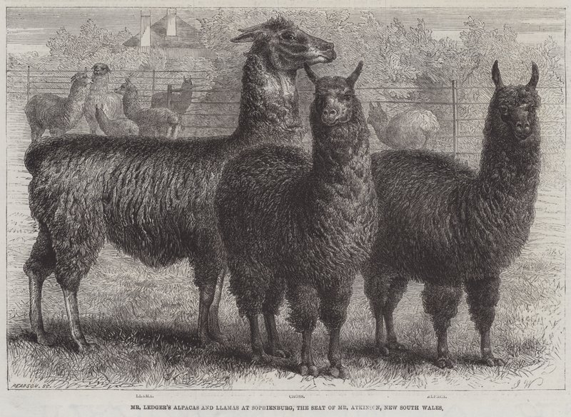 Ledger úr alpakái és lámái Sophienburgban, Mr. Atkinson székhelyén, Új-Dél-Walesben (metszet) alkotó: English School