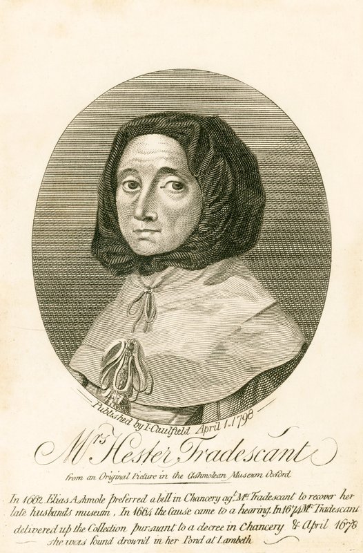 Mrs Hester Tradescant alkotó: English School