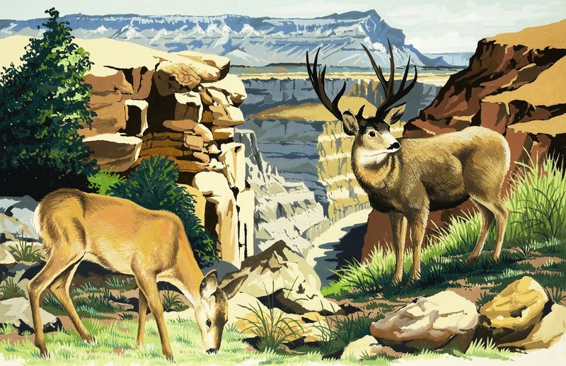 Öszvérszarvas a Grand Canyon Nemzeti Parkban alkotó: English School