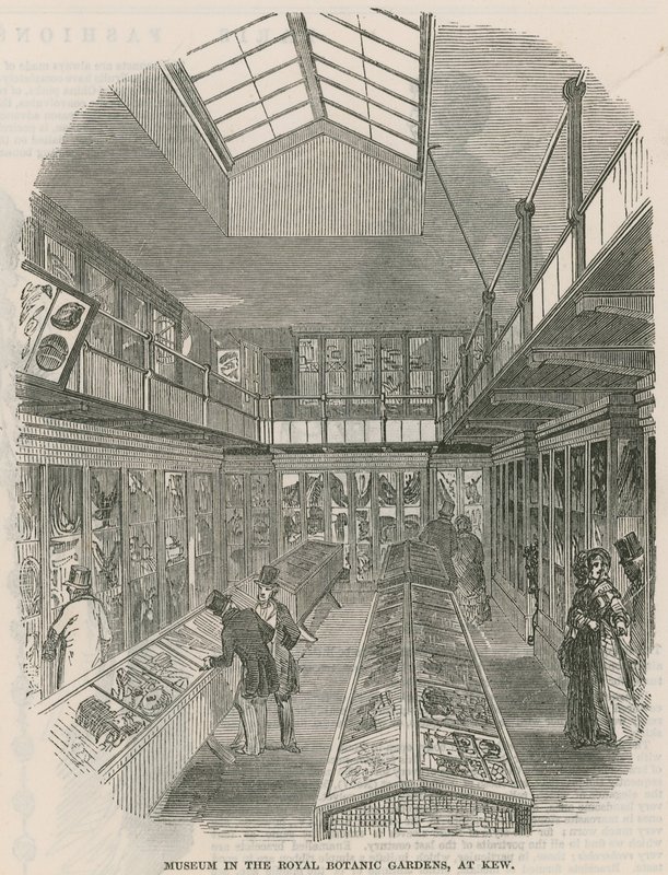Múzeum a Királyi Botanikus Kertben, Kew-ben alkotó: English School