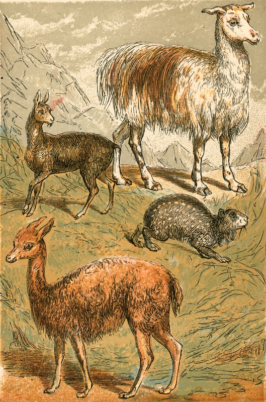 Pézsmaszarvas, Láma, Vicuna és Kormos Paca alkotó: English School