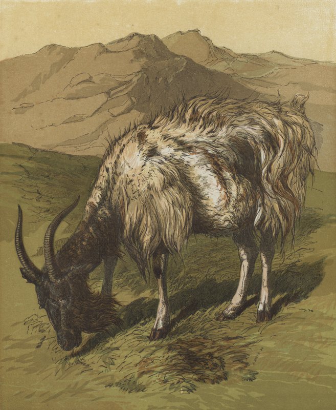My Billygoat (színes litográfia) alkotó: English School