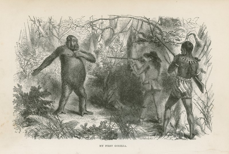 Az első gorillám alkotó: English School