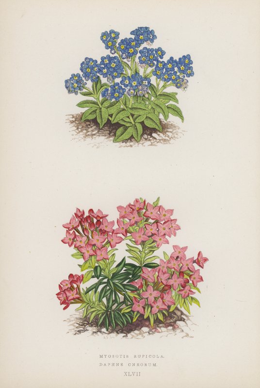 Myosotis Rupicola; Daphne Cneorum (színes litográfia) alkotó: English School