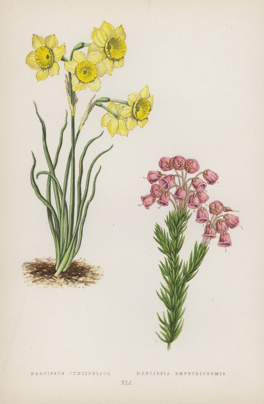 Narcissus Juncifolius; Menziesia Empetriformis (színes litográfia) alkotó: English School