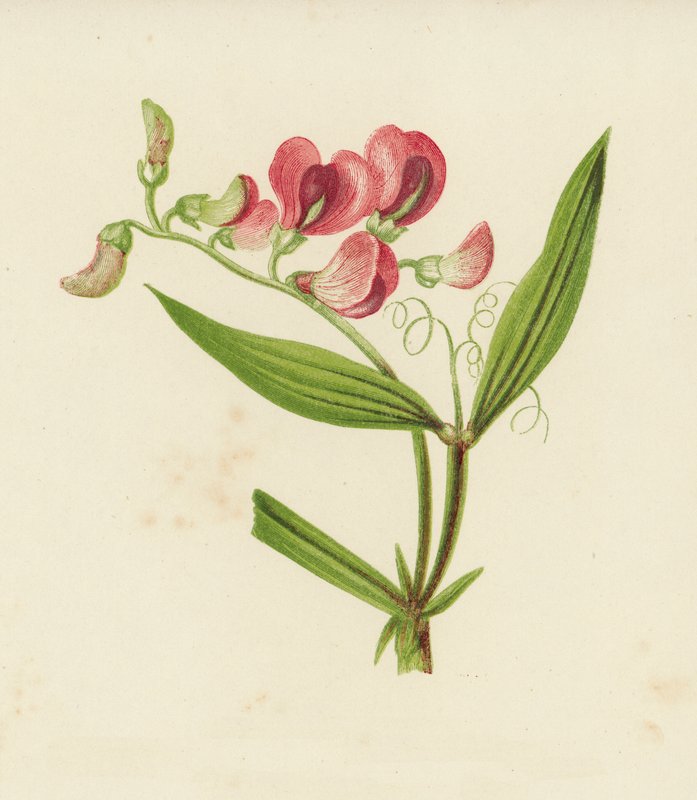Keskenylevelű örökborsó, Lathyrus Sylvestris (színes litho) alkotó: English School
