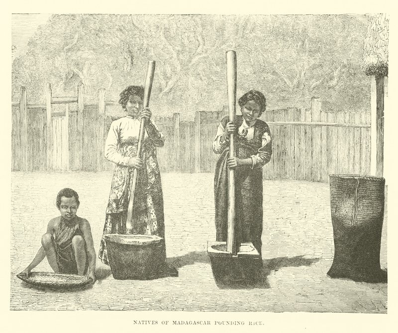 Madagaszkár bennszülöttei rizst fontak alkotó: English School