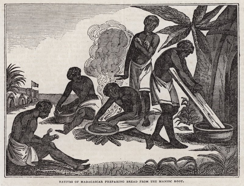 Madagaszkár bennszülöttei manióka gyökérből kenyeret készítenek (metszet) alkotó: English School