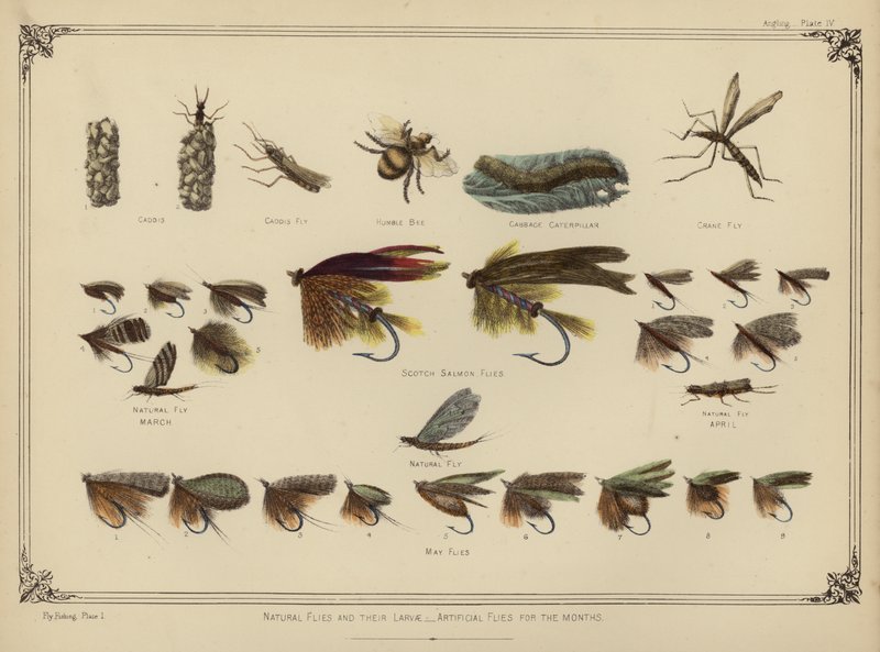 Természetes legyek és lárváik, mesterséges legyek hónapokig (színes litho) alkotó: English School