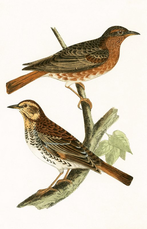 Naumann rigója, illusztrációja Charles Robert Bree (1811-86) „A Brit-szigeteken nem megfigyelt európai madarak története” című művéből, 1867-ben megjelent alkotó: English School