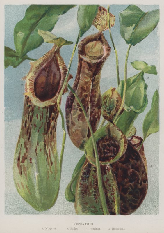 Nepenthes alkotó: English School