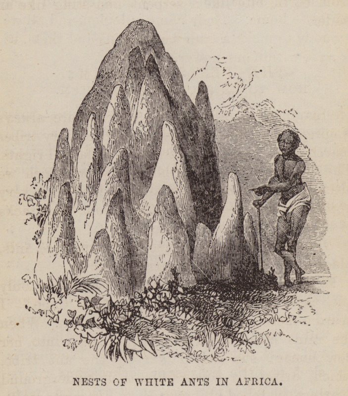 Fehér hangyák fészkei Afrikában (metszet) alkotó: English School