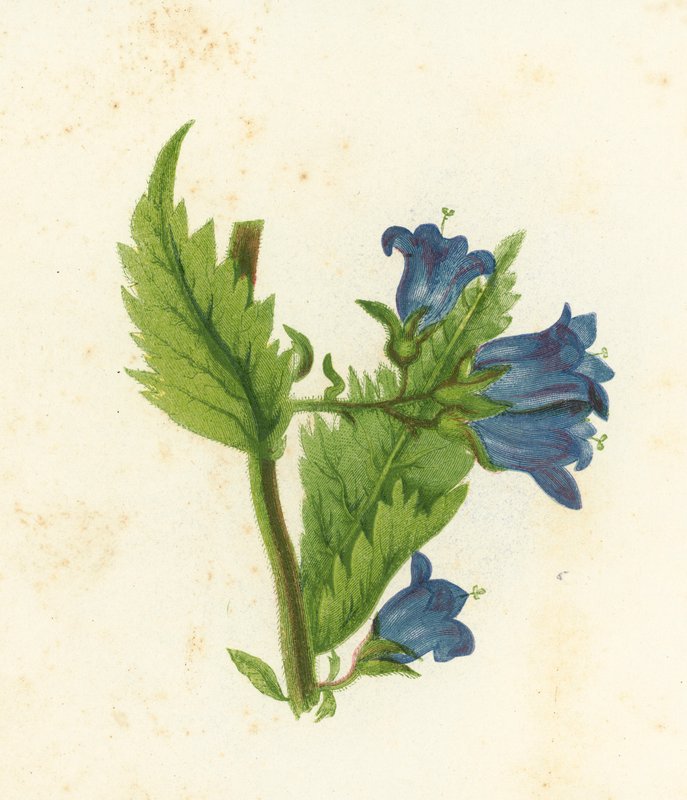 Csalánlevelű harangvirág, Campanula Trachelium alkotó: English School