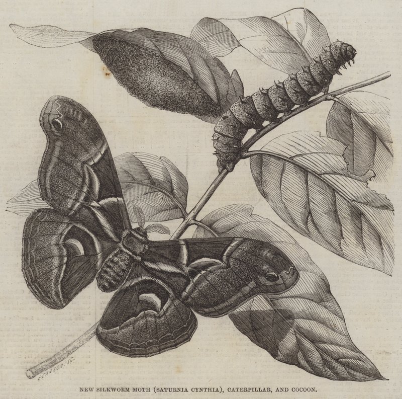 Új selyemhernyómoly (Saturnia Cynthia), hernyó és gubó (metszet) alkotó: English School