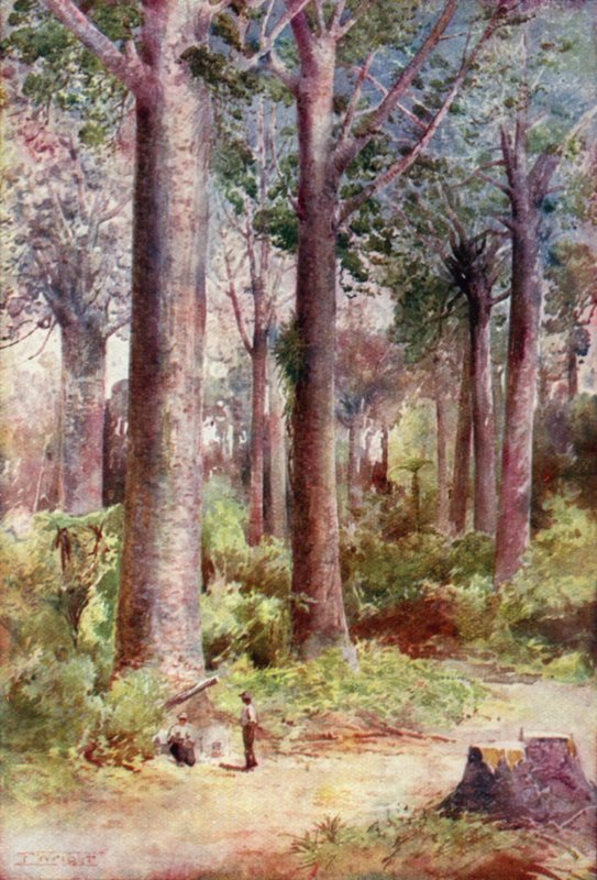 Új-Zéland: Kauri (színes litográfia) alkotó: English School