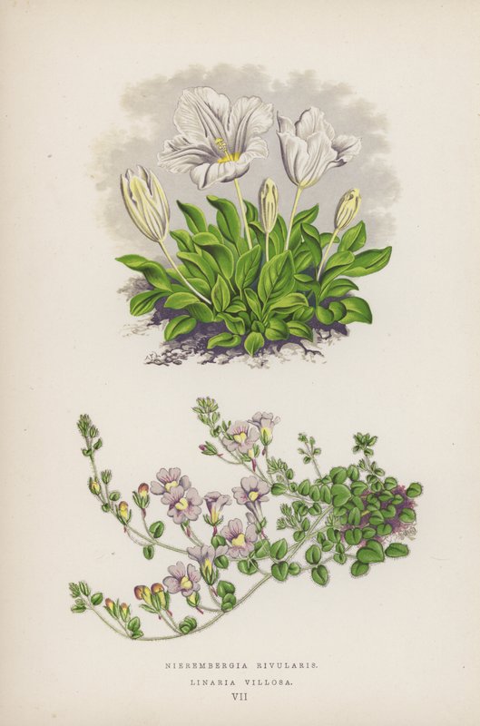 Nierembergia Rivularis; Linaria Villosa (színes litográfia) alkotó: English School