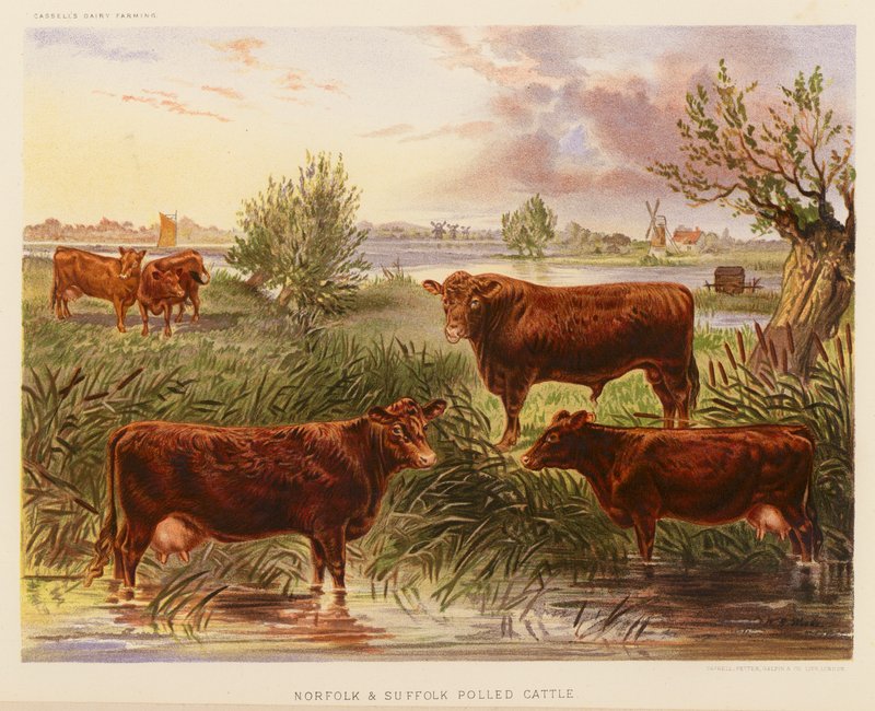 Norfolk és Suffolk Polled szarvasmarha (színes litográfia) alkotó: English School