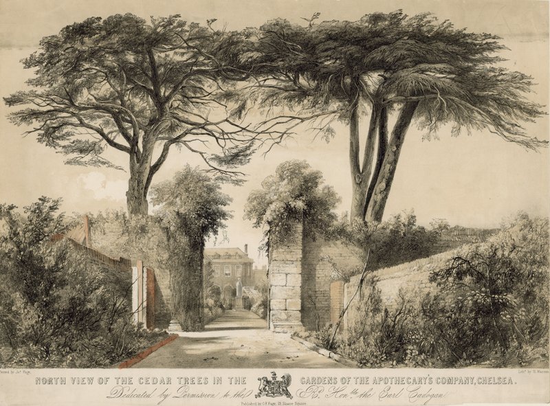 Északi kilátás a cédrusfákra a Gardens of the Apothecary