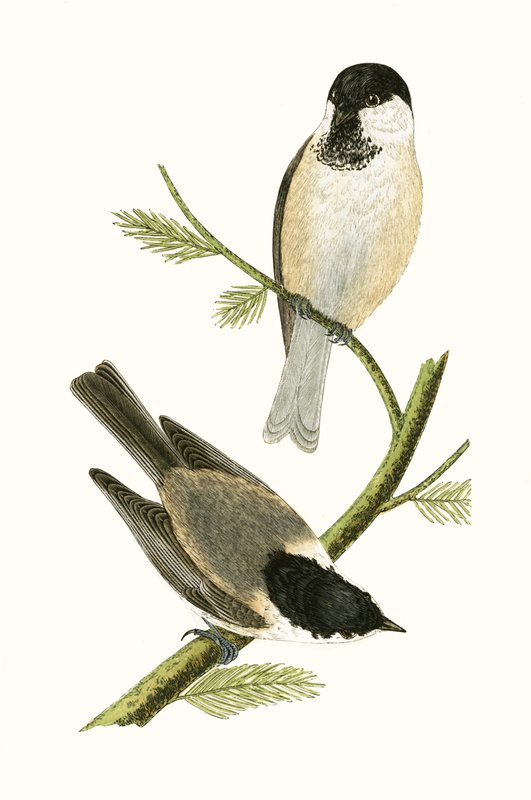 Északi cinege, illusztráció Charles Robert Bree (1811-86) „Európa madarainak története, amelyeket nem figyeltek meg a Brit-szigeteken” című művéből, 1867. alkotó: English School