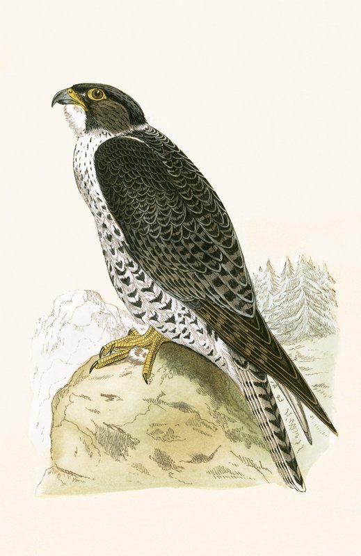 Norvég jer-falcon, illusztráció Charles Robert Bree (1811-86) "A History of the Birds of Europe Not Observed in the British Isles" című, 1867-ben megjelent művéből. alkotó: English School