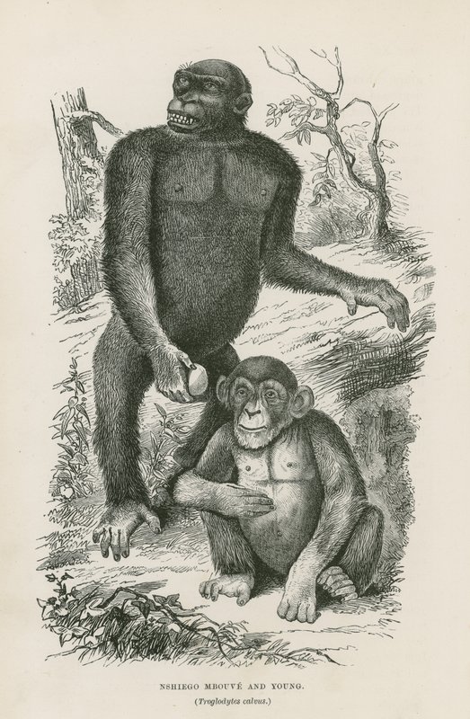 Nshiego Mbouve és Young, Troglodytes Calvu alkotó: English School