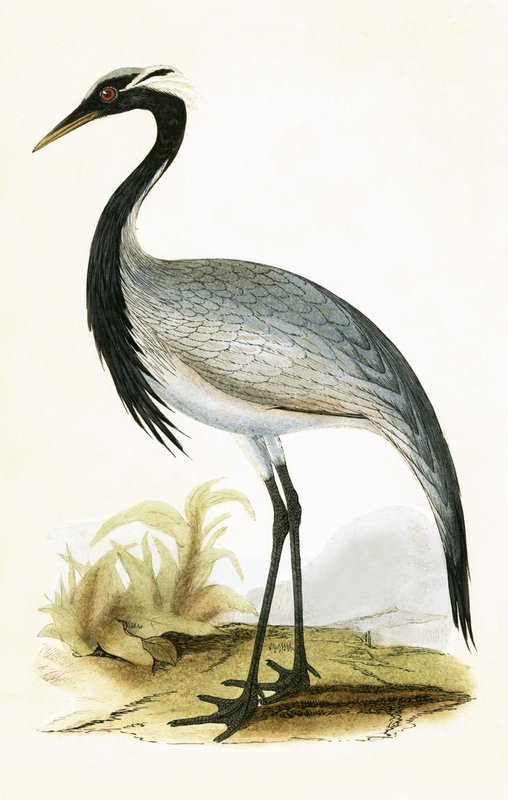 Numidian Crane, illusztrációja Charles Robert Bree (1811-86) „Európa madarainak története, amelyeket nem figyeltek meg a Brit-szigeteken” című művéből, 1867-ben megjelent alkotó: English School