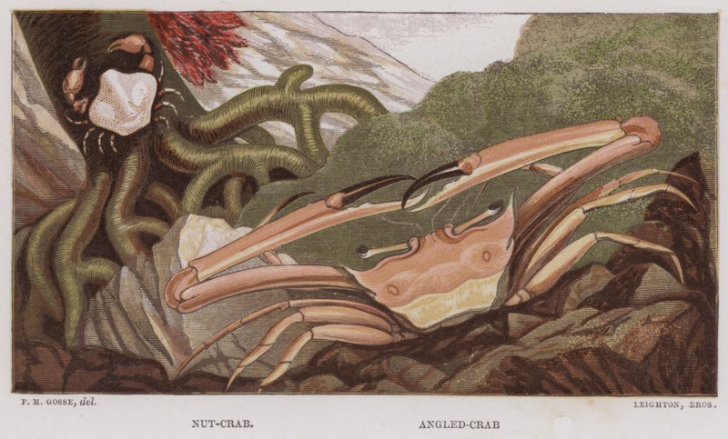 Dió-rák, szögletes rák (színes litho) alkotó: English School