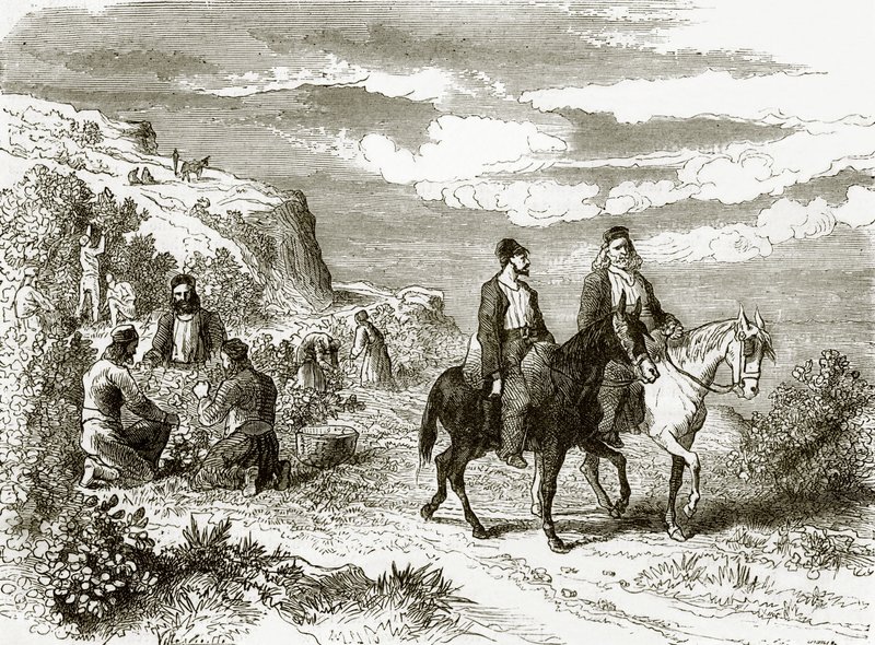 Diógyűjtés az Athos-hegyen alkotó: English School
