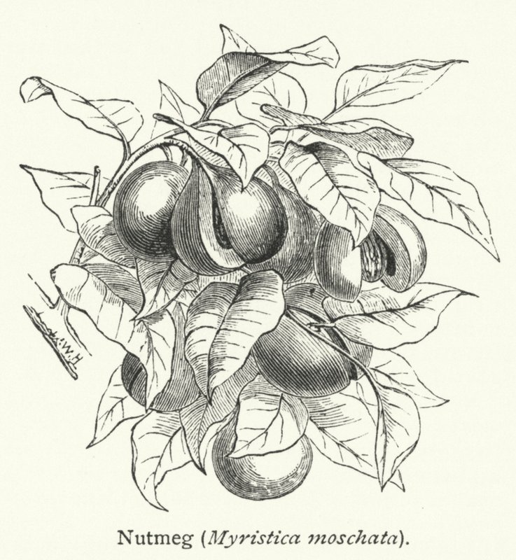 Szerecsendió (Myristica moschata) (metszet) alkotó: English School