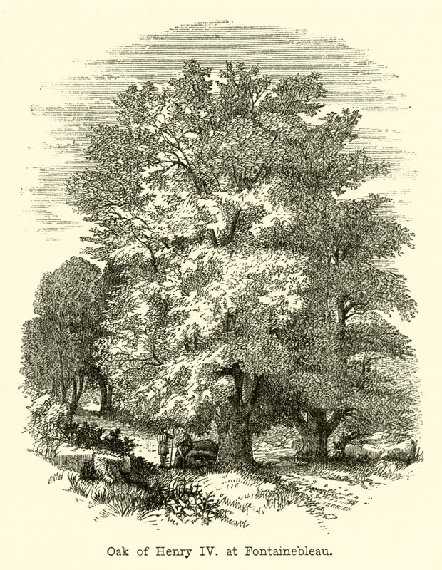 IV. Henrik tölgye, Fontainebleau-ban (metszet) alkotó: English School