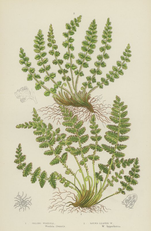 Oblong Woodsia, Round-Leaved Woodsia (színes litográfia) alkotó: English School