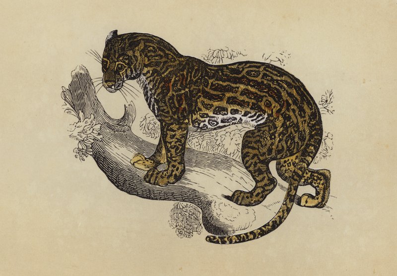 Ocelot (színes litográfia) alkotó: English School