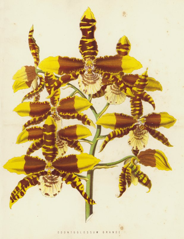 Odontoglossum Grande alkotó: English School