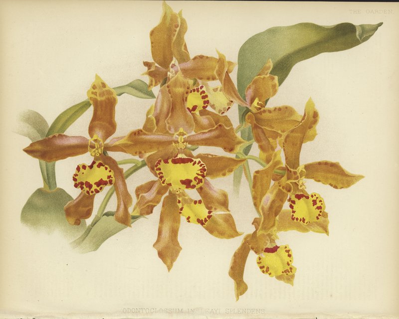 Odontoglossum insleayi splendens alkotó: English School