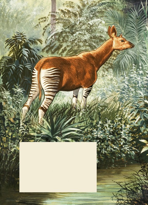 Okapi alkotó: English School