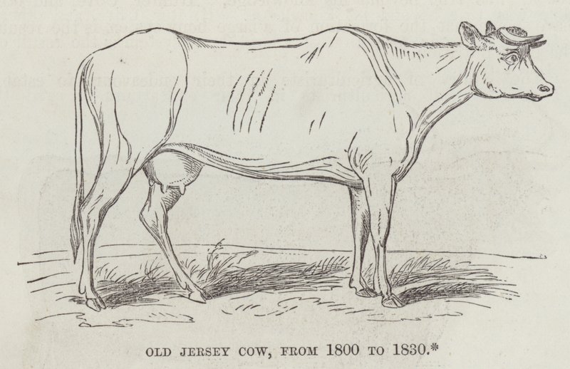 Old Jersey tehén, 1800-tól 1830-ig (metszet) alkotó: English School