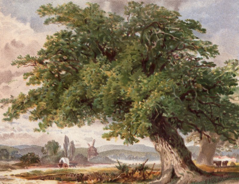 Old Oak by the Wayside, Surrey (színes litho) alkotó: English School