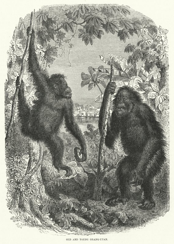 Öreg és fiatal Orang-Utan (metszet) alkotó: English School