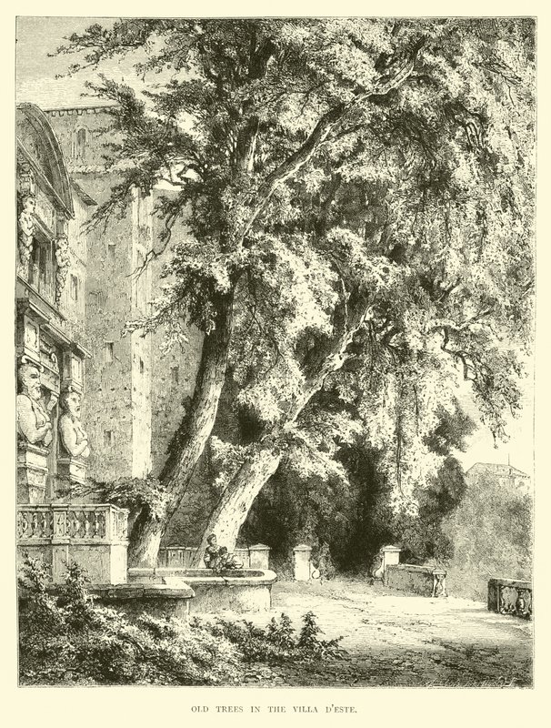 Öreg fák a Villa dEste-ben alkotó: English School