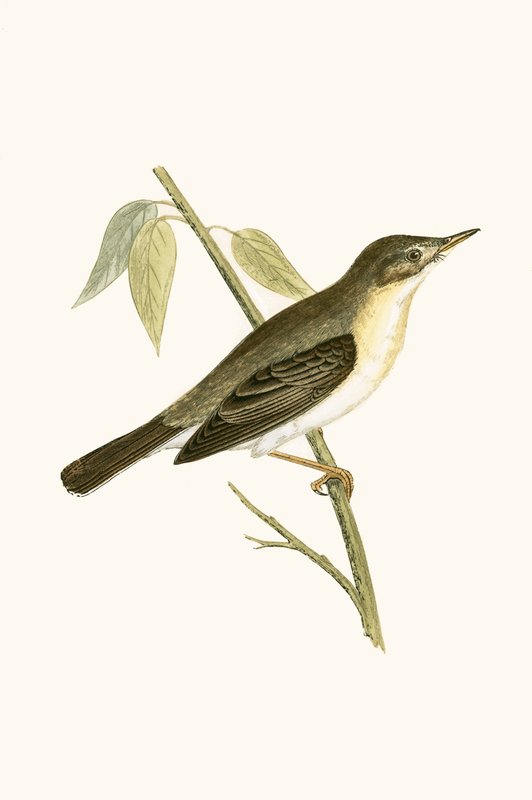 Olivaceous Warbler, illusztrációja Charles Robert Bree (1811-86) „A Brit-szigeteken nem megfigyelt európai madarak története” című művéből, 1867. alkotó: English School